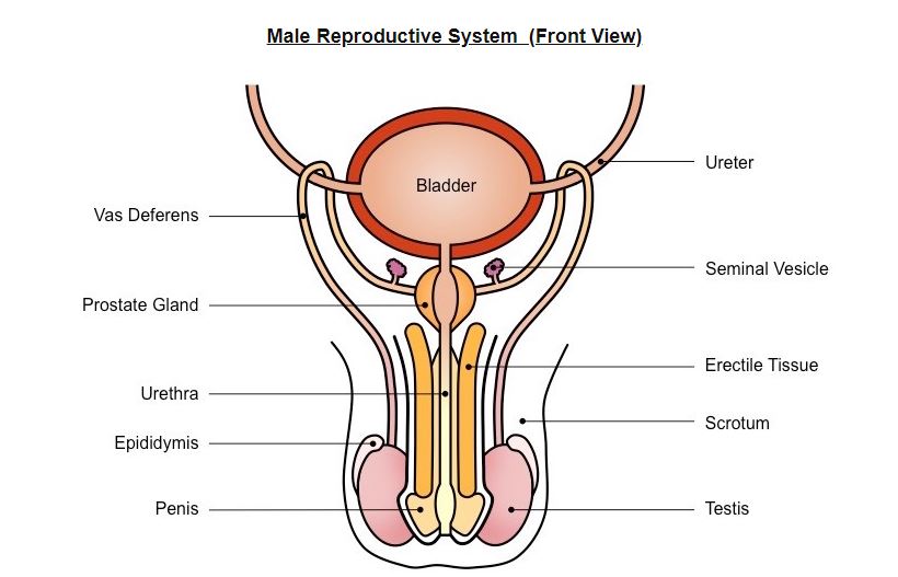 Berfungsi hormon pembentukan menghasilkan sperma, sel …. tempat testis sebagai selain juga 5 Proses Berfungsi hormon pembentukan menghasilkan sperma, sel …. tempat testis sebagai selain juga hahay: kumpulan